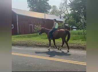 American Quarter Horse, Castrone, 12 Anni, 163 cm, Sauro ciliegia