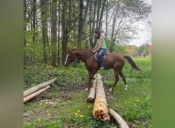 American Quarter Horse, Castrone, 12 Anni, 163 cm, Sauro ciliegia