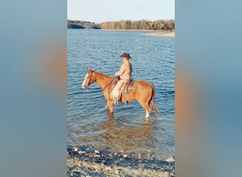 American Quarter Horse, Castrone, 12 Anni, 163 cm, Sauro scuro