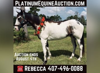 American Quarter Horse, Castrone, 12 Anni, 165 cm, Overo-tutti i colori
