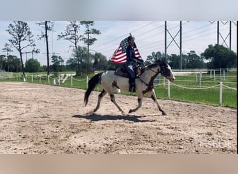 American Quarter Horse, Castrone, 12 Anni, 165 cm, Overo-tutti i colori
