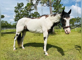 American Quarter Horse, Castrone, 12 Anni, 165 cm, Overo-tutti i colori