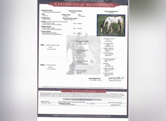 American Quarter Horse, Castrone, 12 Anni, 165 cm, Overo-tutti i colori