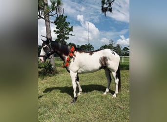 American Quarter Horse, Castrone, 12 Anni, 165 cm, Overo-tutti i colori