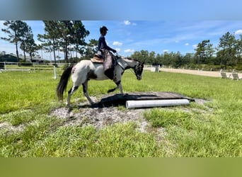 American Quarter Horse, Castrone, 12 Anni, 165 cm, Overo-tutti i colori
