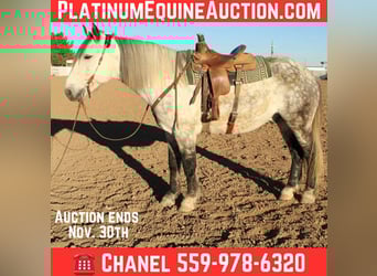 American Quarter Horse, Castrone, 12 Anni, 168 cm, Grigio pezzato