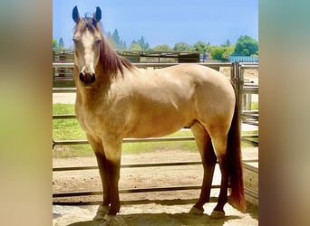 American Quarter Horse Mix, Castrone, 12 Anni, 173 cm, Baio ciliegia