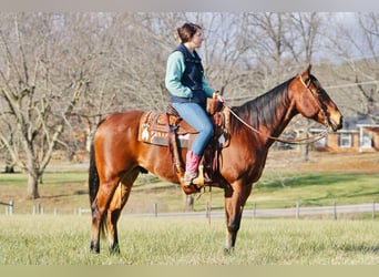 American Quarter Horse, Castrone, 12 Anni, Baio ciliegia