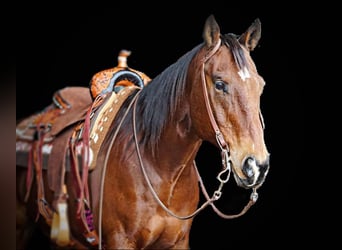 American Quarter Horse, Castrone, 12 Anni, Baio ciliegia