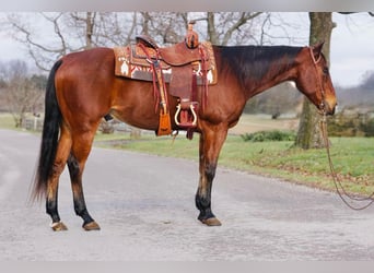 American Quarter Horse, Castrone, 12 Anni, Baio ciliegia