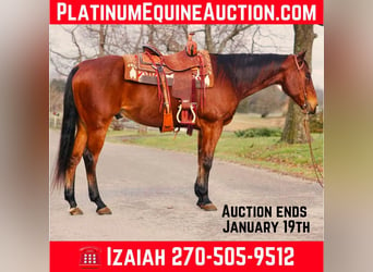 American Quarter Horse, Castrone, 12 Anni, Baio ciliegia