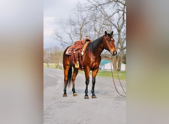 American Quarter Horse, Castrone, 12 Anni, Baio ciliegia