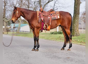 American Quarter Horse, Castrone, 12 Anni, Baio ciliegia