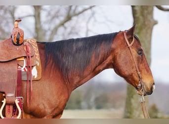 American Quarter Horse, Castrone, 12 Anni, Baio ciliegia