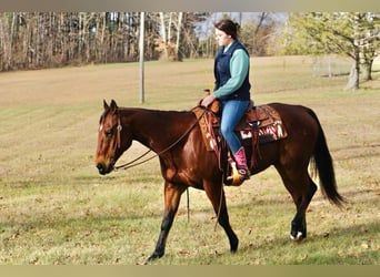 American Quarter Horse, Castrone, 12 Anni, Baio ciliegia