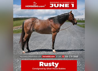 American Quarter Horse, Castrone, 12 Anni, Baio roano