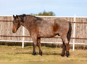 American Quarter Horse, Castrone, 12 Anni, Baio roano