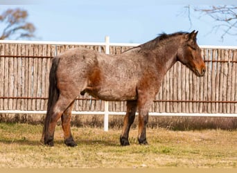 American Quarter Horse, Castrone, 12 Anni, Baio roano