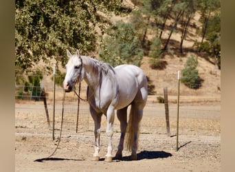 American Quarter Horse, Castrone, 12 Anni, Grigio