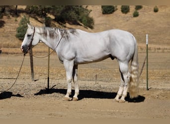 American Quarter Horse, Castrone, 12 Anni, Grigio