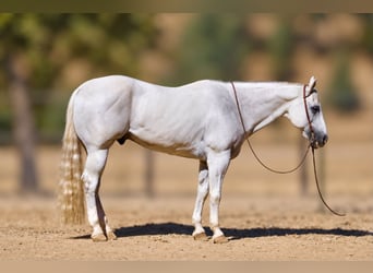 American Quarter Horse, Castrone, 12 Anni, Grigio