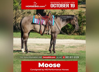 American Quarter Horse, Castrone, 12 Anni, Grullo