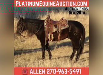 American Quarter Horse, Castrone, 12 Anni, Morello