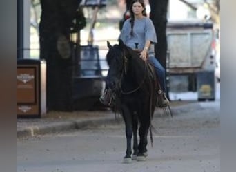 American Quarter Horse, Castrone, 12 Anni, Morello