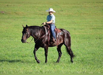 American Quarter Horse, Castrone, 12 Anni, Morello