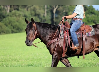 American Quarter Horse, Castrone, 12 Anni, Morello