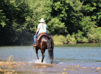 American Quarter Horse, Castrone, 12 Anni, Morello