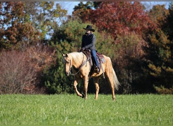 American Quarter Horse, Castrone, 12 Anni, Palomino
