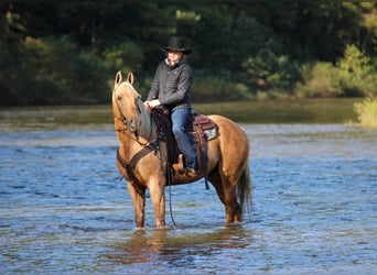 American Quarter Horse, Castrone, 12 Anni, Palomino