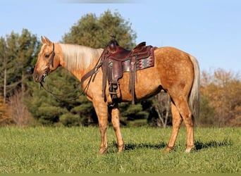 American Quarter Horse, Castrone, 12 Anni, Palomino