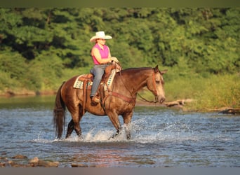 American Quarter Horse, Castrone, 12 Anni, Pelle di daino