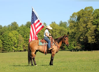 American Quarter Horse, Castrone, 12 Anni, Pelle di daino
