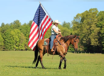 American Quarter Horse, Castrone, 12 Anni, Pelle di daino