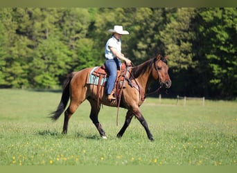 American Quarter Horse, Castrone, 12 Anni, Pelle di daino