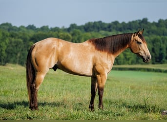 American Quarter Horse, Castrone, 12 Anni, Pelle di daino