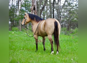 American Quarter Horse, Castrone, 12 Anni, Pelle di daino