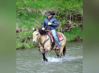 American Quarter Horse, Castrone, 12 Anni, Pelle di daino