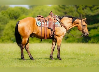 American Quarter Horse, Castrone, 12 Anni, Pelle di daino