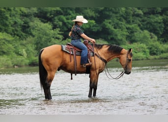 American Quarter Horse, Castrone, 12 Anni, Pelle di daino