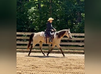 American Quarter Horse, Castrone, 12 Anni, Pelle di daino