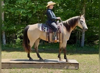 American Quarter Horse, Castrone, 12 Anni, Pelle di daino