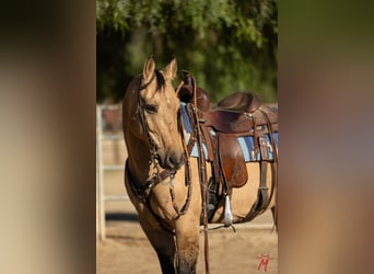 American Quarter Horse, Castrone, 12 Anni, Pelle di daino