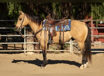 American Quarter Horse, Castrone, 12 Anni, Pelle di daino