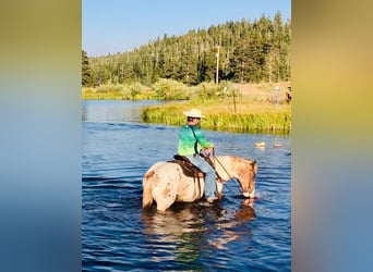American Quarter Horse, Castrone, 12 Anni, Pezzato