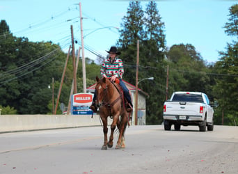American Quarter Horse, Castrone, 12 Anni, Red dun