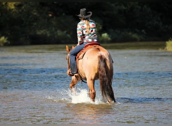 American Quarter Horse, Castrone, 12 Anni, Red dun
